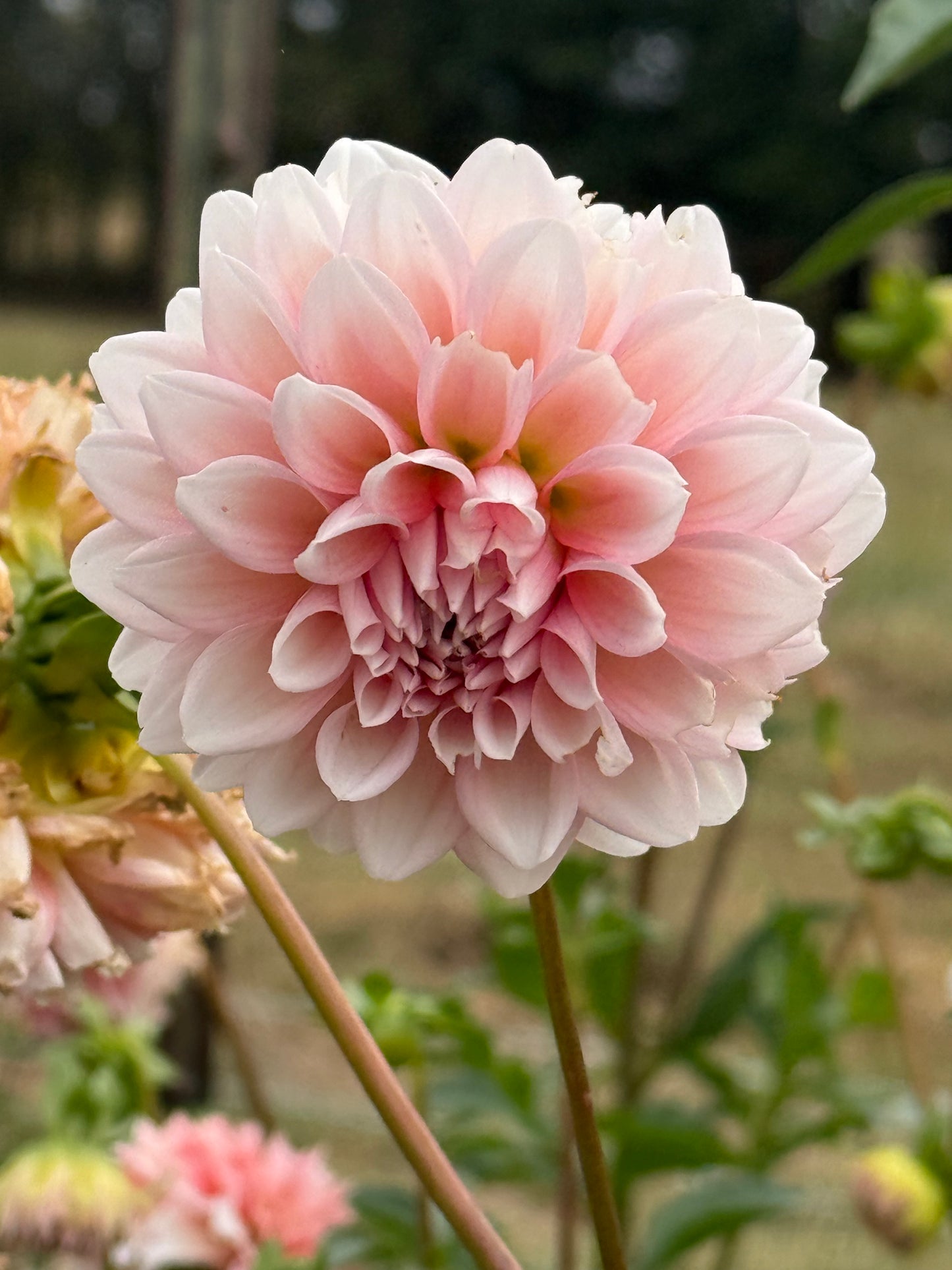 Lee's Pineberry Trifle