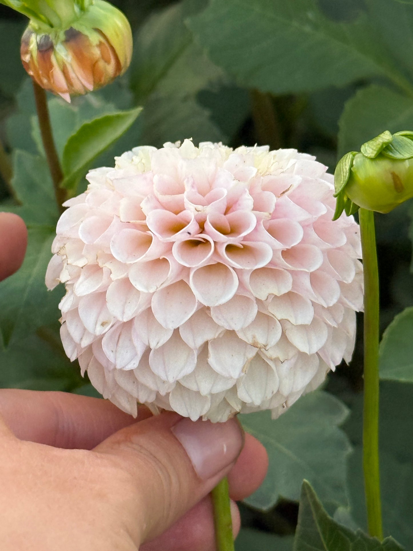 Kennedy Hill Marcella W