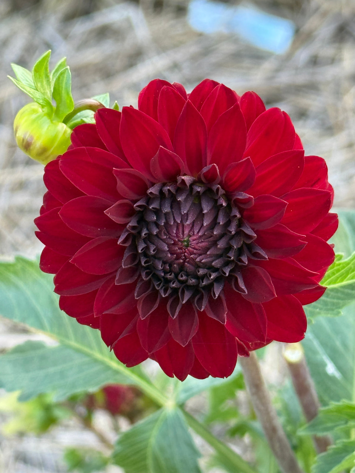 River's Ruby