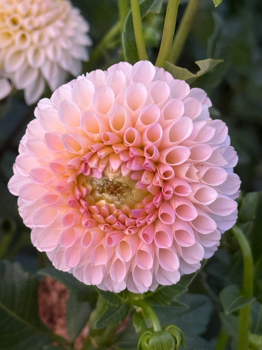 Kennedy Hill Marcella W