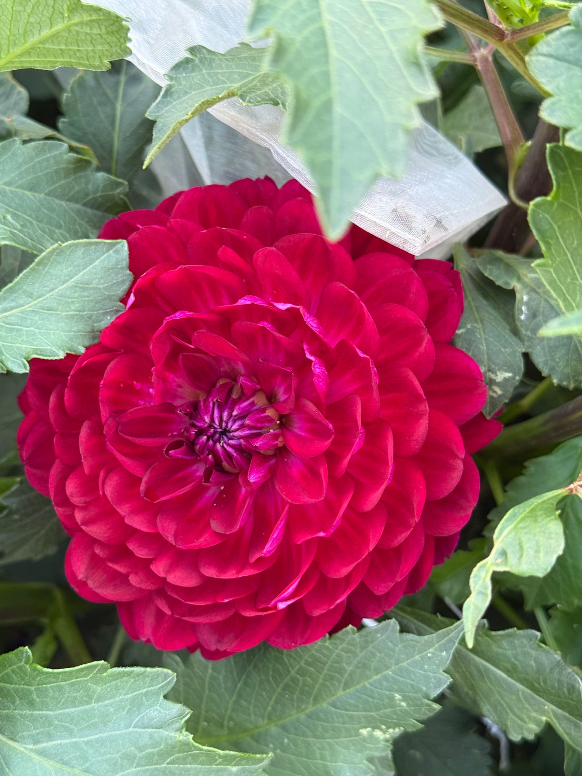 Sandia Bertha