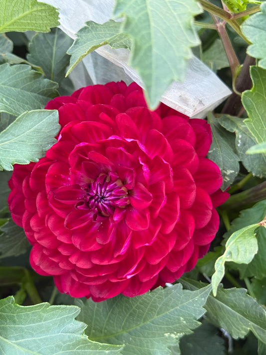 Sandia Bertha