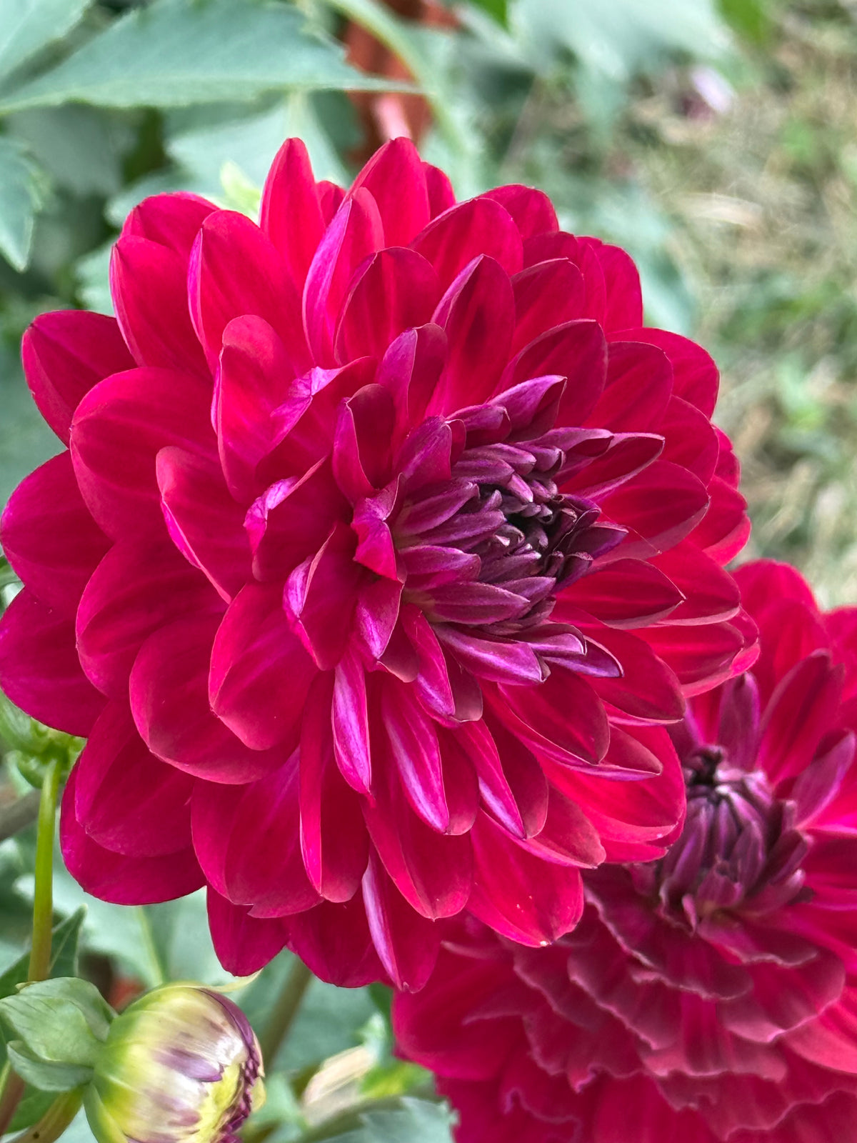 Sandia Bertha